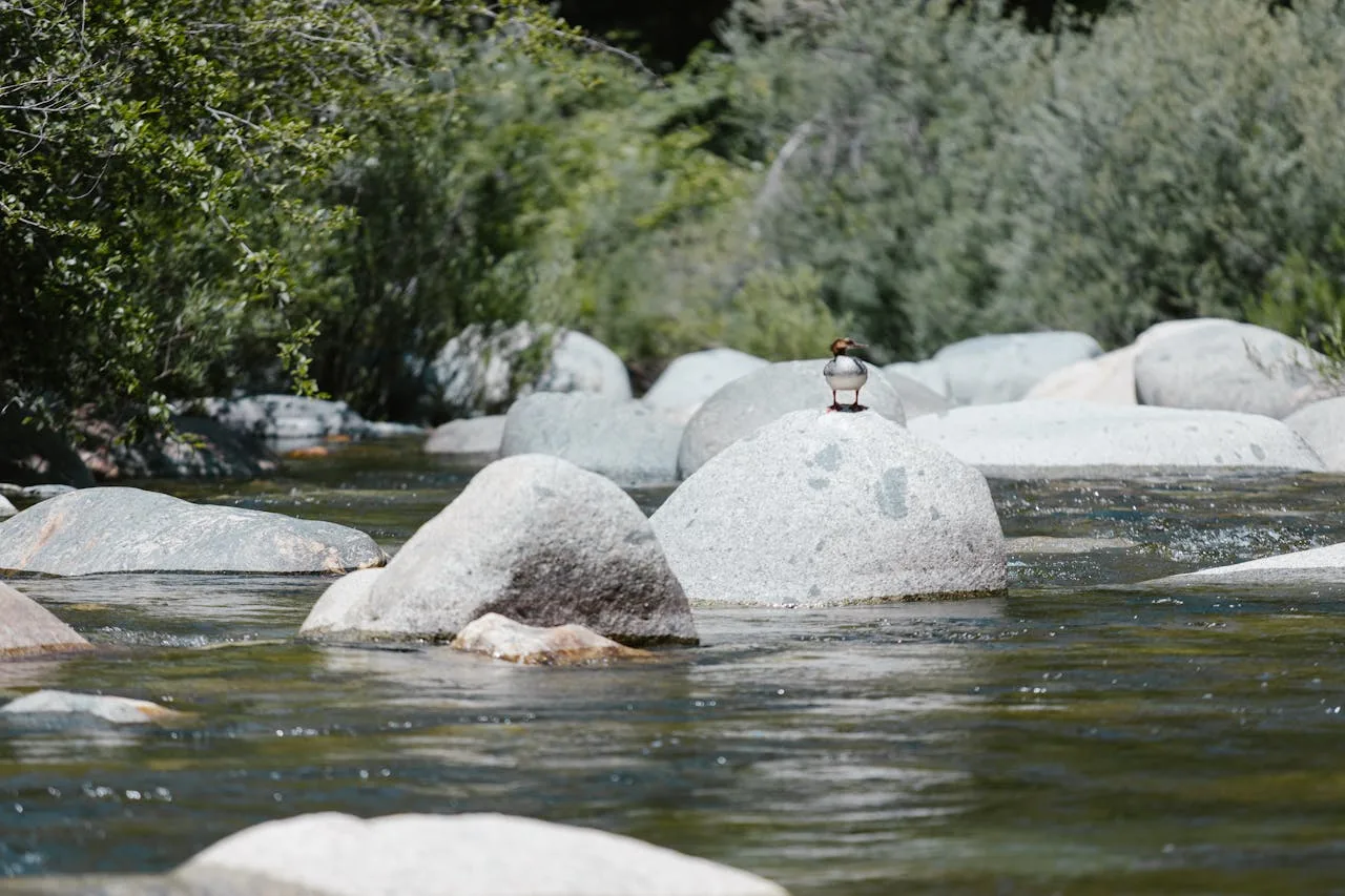 Subtle wildlife presence — character without distraction Small songbird perched above a quiet creek in soft afternoon light