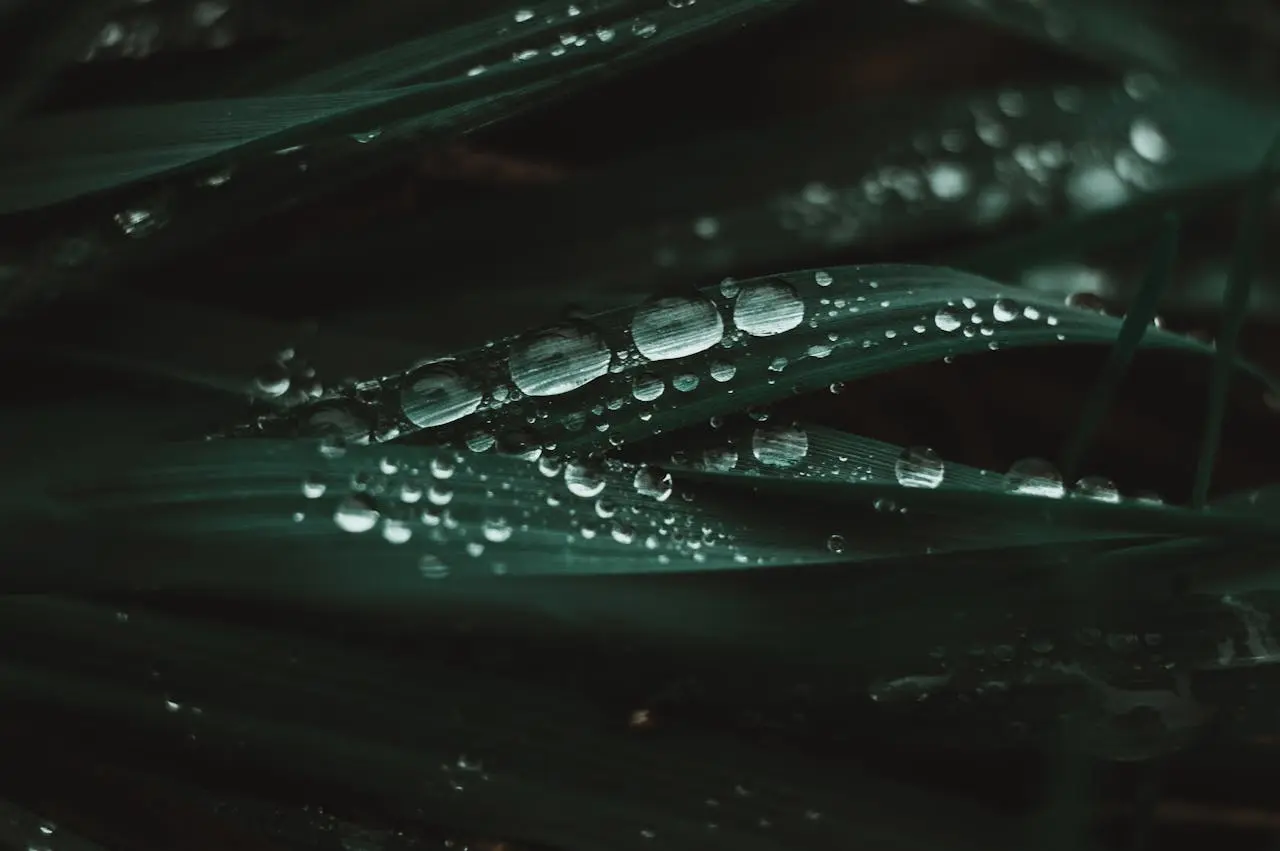 Gentle rain falling on green leaves, natural ambient sound scene