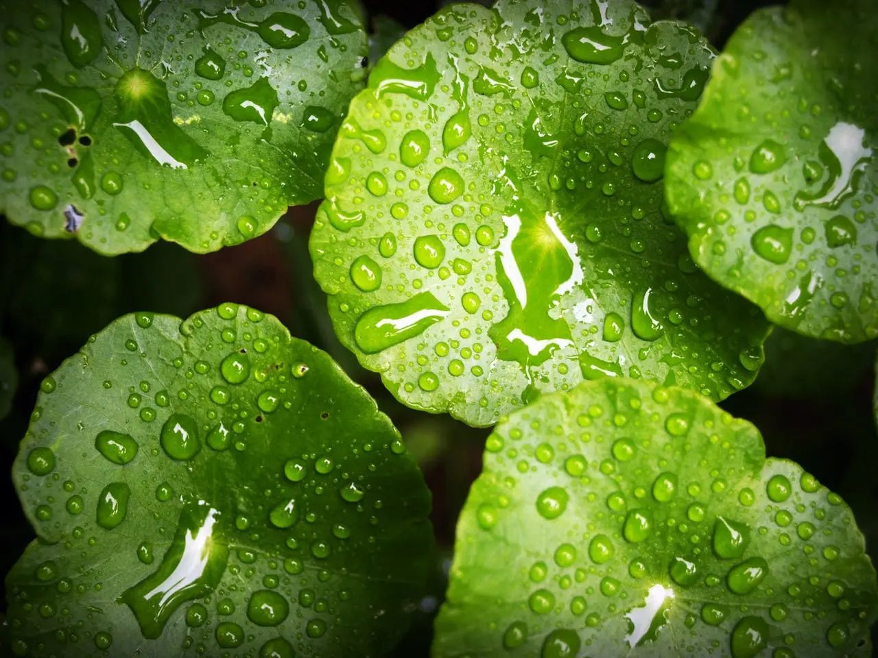 Close-up of raindrops beading on lush leaves during a light drizzle