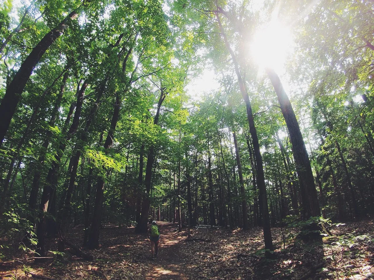 Sunlit summer forest path — gentle wind-in-leaves and calm birdsong Sunny summer forest path with green canopy and soft light filtering through leaves
