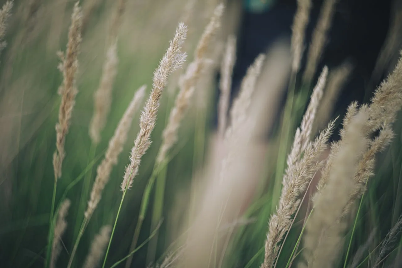 Green canopy in motion — steady leaf rustle for masking and calm Close-up of green leaves moving gently in a summer breeze