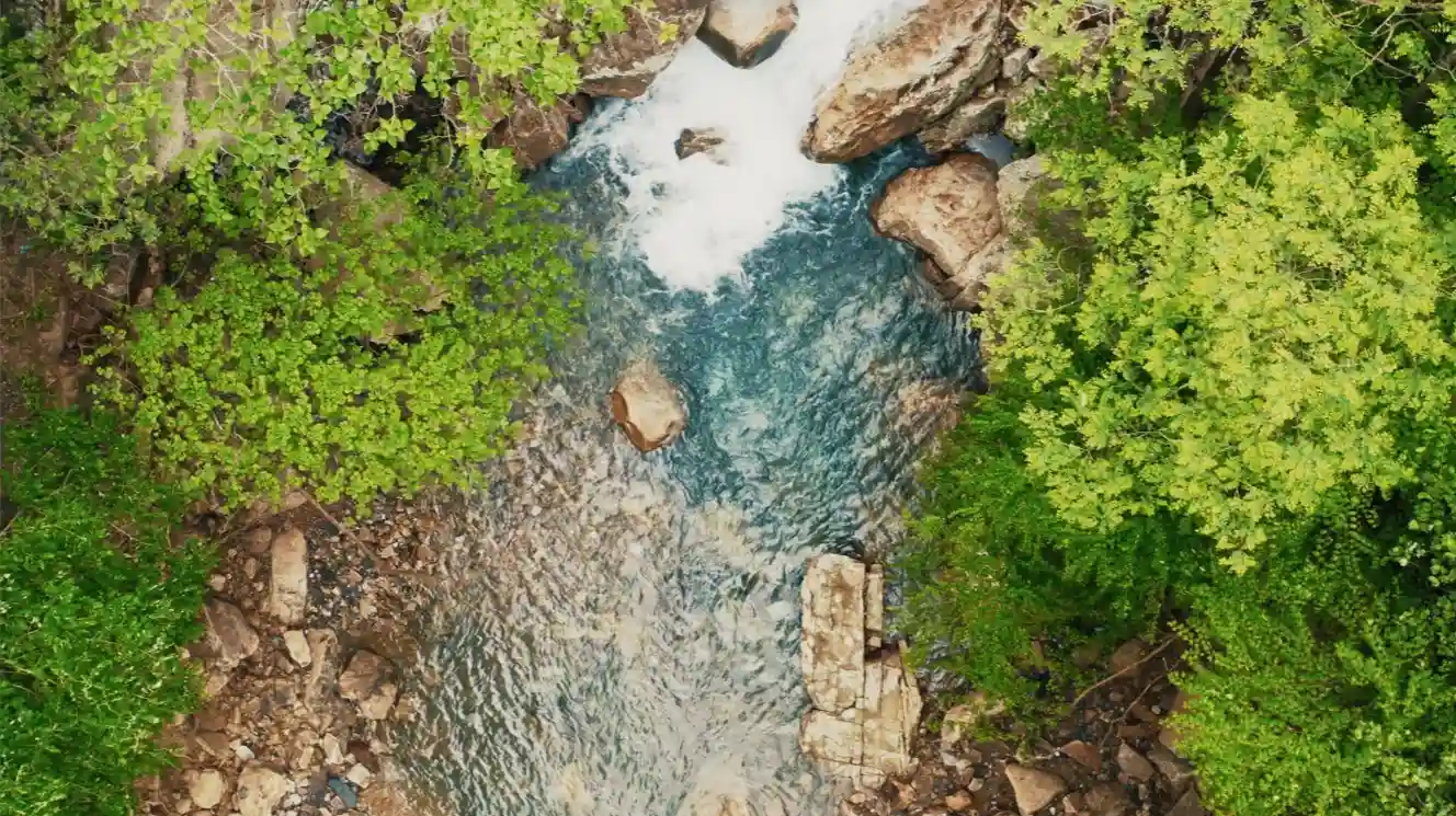Clear forest stream flowing over stones beneath a green canopy