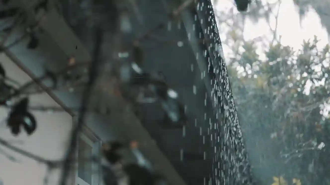 Soft rain falling on green leaves — relaxing rain sounds