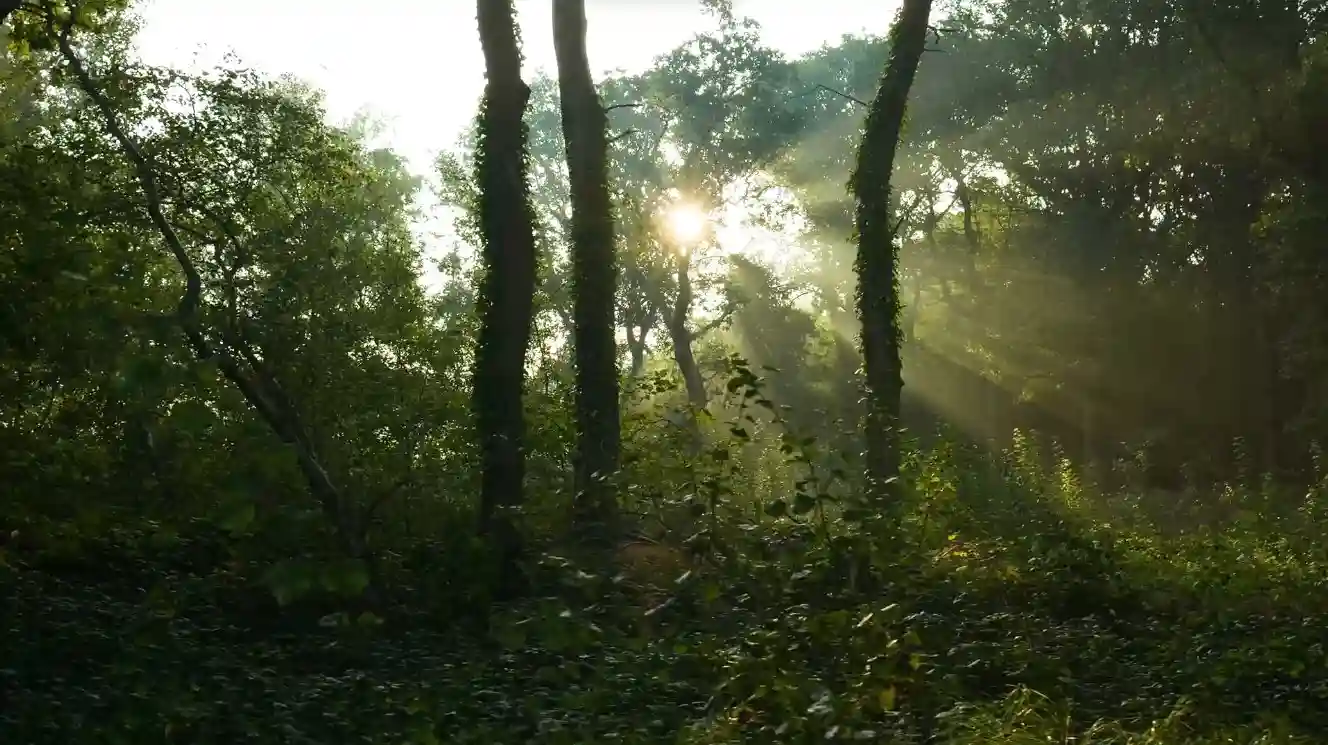 Sunlit summer forest with lush green canopy and dappled light on the path